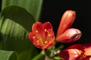 Bahçede güzel bahar çiçekleri