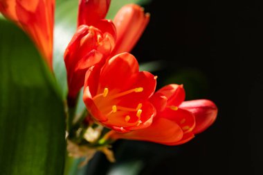 Bahçede güzel bahar çiçekleri