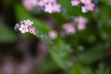 Güzel bahar Çiçek bahçesinde