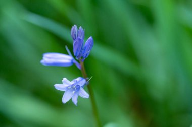 Güzel bahar Çiçek bahçesinde