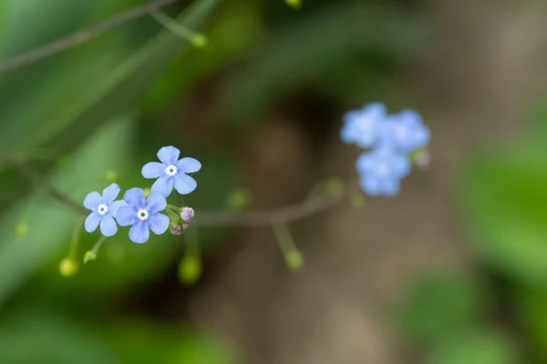 stock image beautiful spring flower in the garden