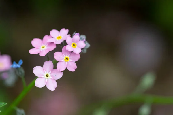 Весенний Цветок Саду — стоковое фото