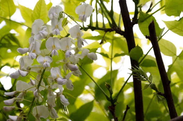 美丽的春天背景 开花结果的相思树 — 图库照片
