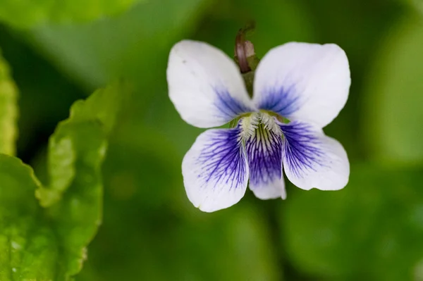 stock image beautiful spring flower in the garden