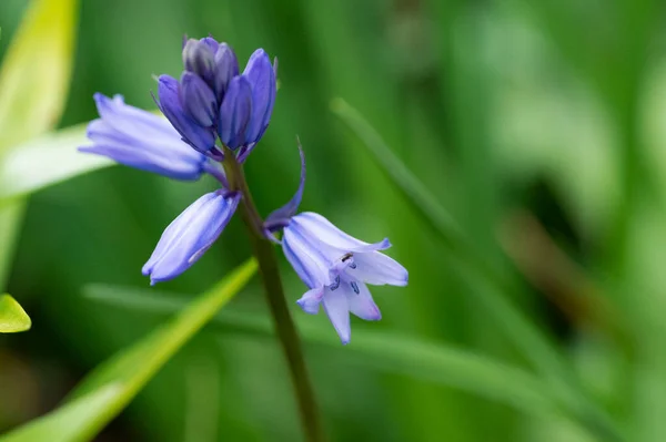 Szép Tavaszi Virág Kertben — Stock Fotó
