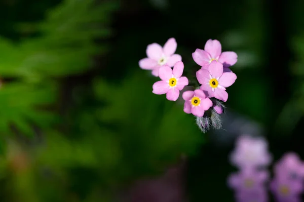 Güzel Bahar Çiçek Bahçesinde — Stok fotoğraf