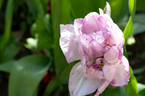 stock image beautiful spring flower in the garden