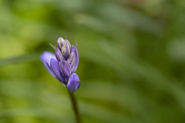 Bela Flor Primavera Jardim — Fotografia de Stock