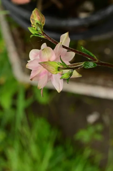 Krásný Jarní Květiny Zahradě — Stock fotografie