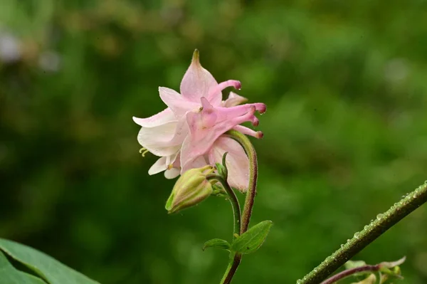 Красива Весняна Квітка Саду — стокове фото