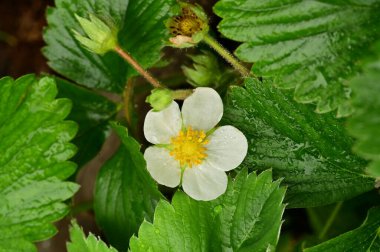 Güzel beyaz çiçekler, yakın görüş.