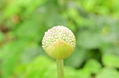 Güzel bahar Çiçek bahçesinde