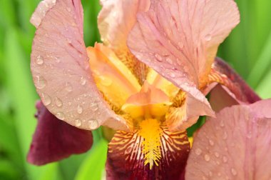 Bahçede güzel bahar süsen çiçekleri