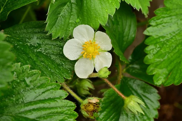 stock image beautiful white flowers, close up view