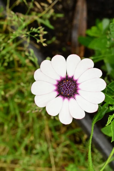 Όμορφη Άνοιξη Λουλούδι Στον Κήπο — Φωτογραφία Αρχείου