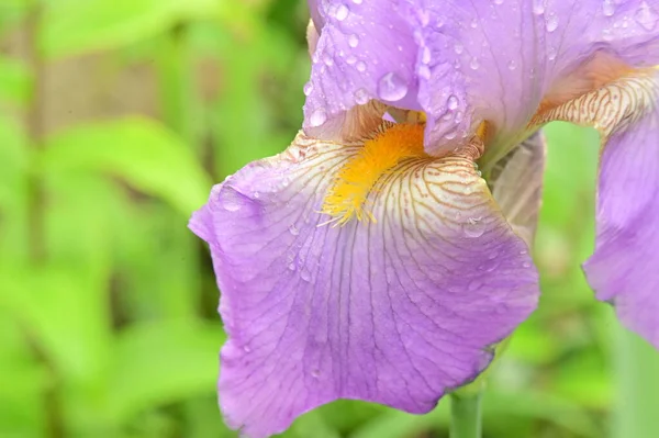 Hermoso Iris Primavera Jardín —  Fotos de Stock
