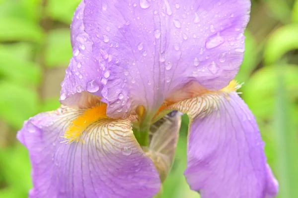 Hermoso Iris Primavera Jardín — Foto de Stock
