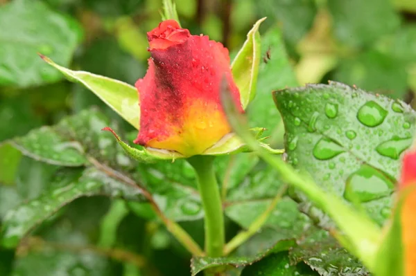 Όμορφο Λουλούδι Ανοιξιάτικο Τριαντάφυλλο Στον Κήπο — Φωτογραφία Αρχείου