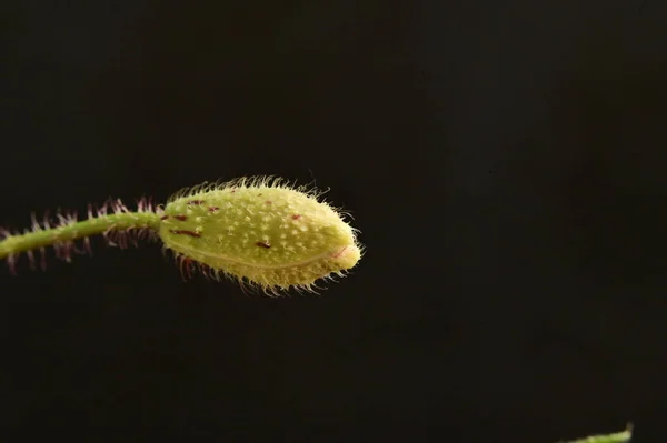 Красивый Весенний Цветок Мака Саду — стоковое фото