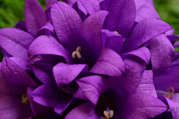 Hermosa Hortensia Púrpura Flores Jardín — Foto de Stock