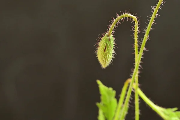 Schöne Frühlingsmohnblume Garten — Stockfoto