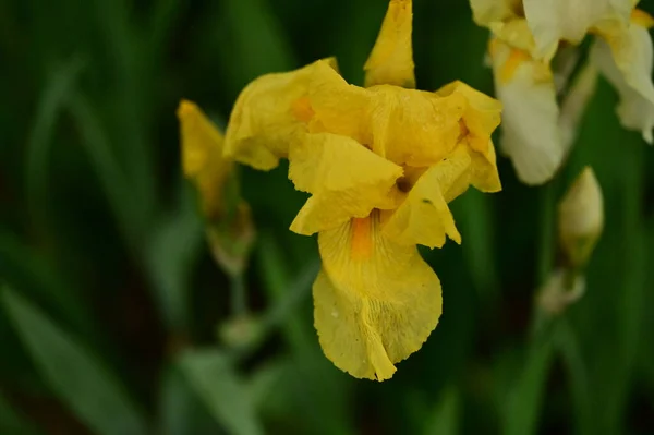 Bellissimi Fiori Iris Primaverili Giardino — Foto Stock
