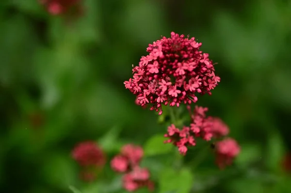 Όμορφα Ανοιξιάτικα Λουλούδια Στον Κήπο — Φωτογραφία Αρχείου