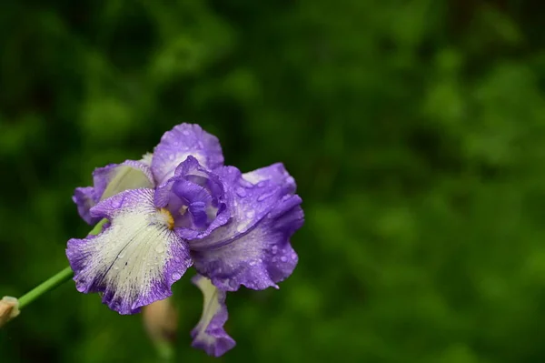 Hermoso Iris Primavera Jardín —  Fotos de Stock