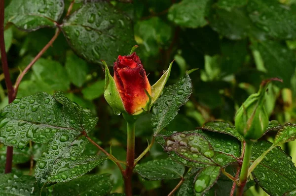 Όμορφο Λουλούδι Ανοιξιάτικο Τριαντάφυλλο Στον Κήπο — Φωτογραφία Αρχείου