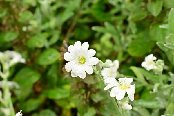 Όμορφα Ανοιξιάτικα Λουλούδια Στον Κήπο — Φωτογραφία Αρχείου