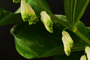 Güzel beyaz çiçekler, yakın görüş.