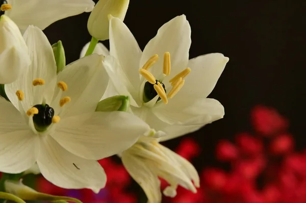 Belas Flores Brancas Vista Perto — Fotografia de Stock