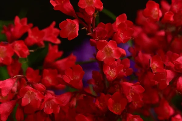 Vackra Röda Blommor Nära Håll — Stockfoto