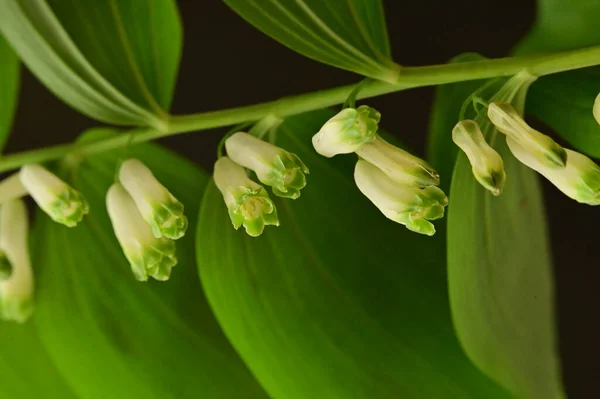 stock image beautiful white flowers, close up view