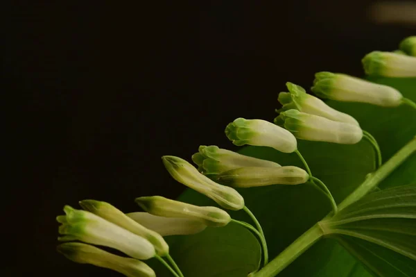 Belles Fleurs Blanches Vue Rapprochée — Photo