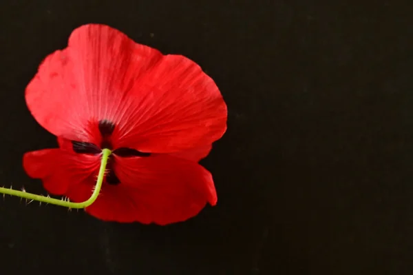 Fleur Pavot Rouge Sur Fond Noir — Photo