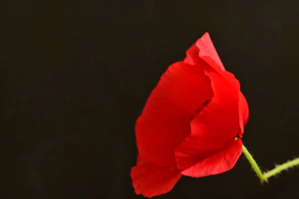 red poppy flower on black background
