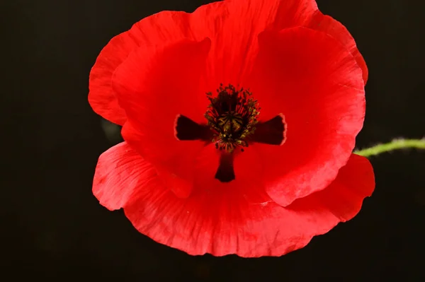 Piros Mák Virág Fekete Háttér — Stock Fotó