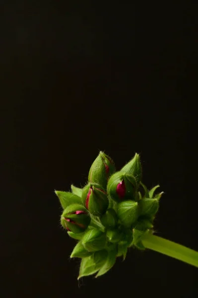 어두운 배경에 식물들 가까이 — 스톡 사진