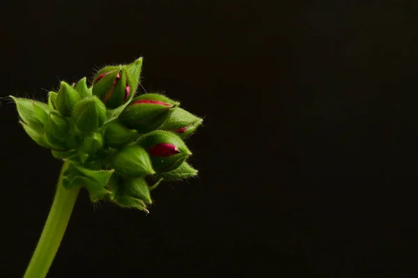 Πράσινα Φυτά Σκούρο Φόντο Κοντινό Πλάνο Άποψη — Φωτογραφία Αρχείου