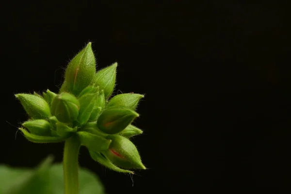 Зелені Рослини Темному Фоні Вид Крупним Планом — стокове фото