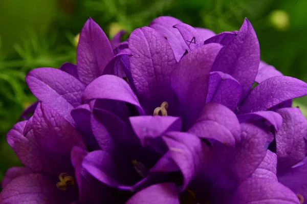 庭の花は美しい紫のアジサイ — ストック写真