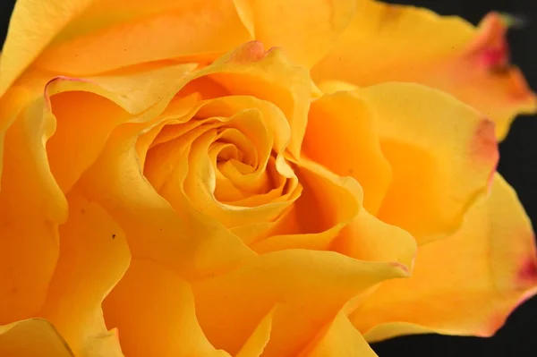 美丽的黄色玫瑰花 — 图库照片