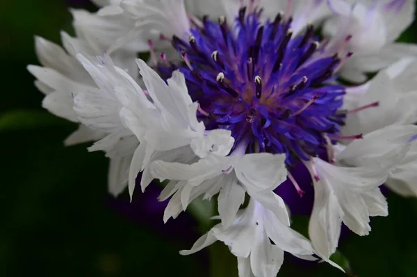 Piękne Białe Fioletowe Kwiaty Ogrodzie — Zdjęcie stockowe