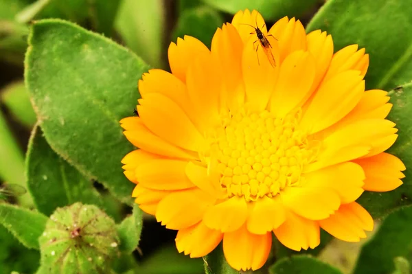 Hermosas Flores Color Naranja Jardín —  Fotos de Stock