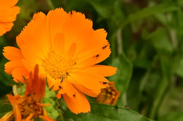 Beautiful Orange Flowers Garden — Stock Photo, Image