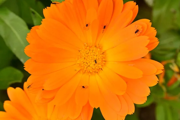 庭の美しいオレンジの花 — ストック写真