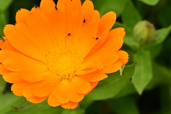 Gyönyörű Narancs Virágok Kertben — Stock Fotó