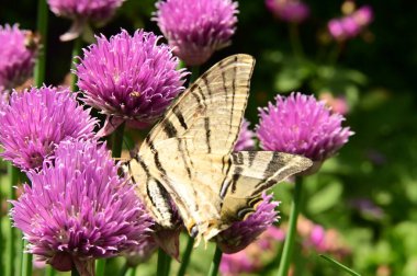 Bahçedeki mor çiçeklerin üzerinde oturan kelebek