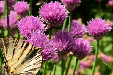 Bahçedeki mor çiçeklerin üzerinde oturan kelebek